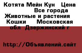 Котята Мейн Кун › Цена ­ 15 000 - Все города Животные и растения » Кошки   . Московская обл.,Дзержинский г.